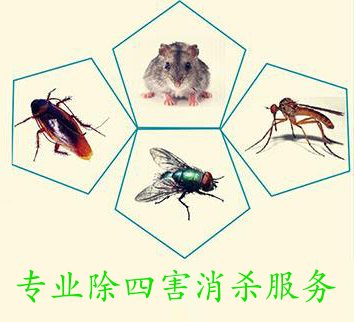 專（zhuān）業滅鼠公司分享滅鼠方法